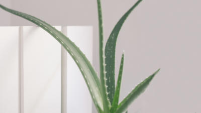 aloe plant leaves